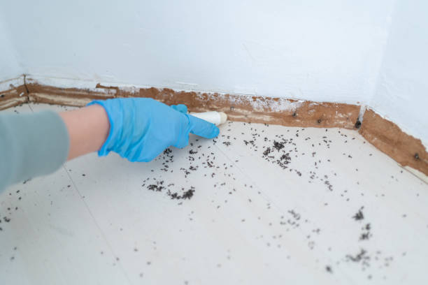 Best Cockroach Control Services  in Victoria, TX